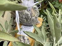 Salvia blanca